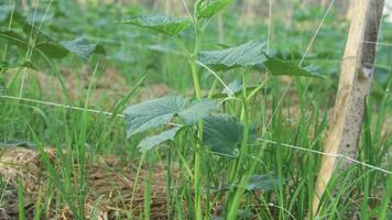 Green cucumber plants that are still young and have fresh green leaves photo