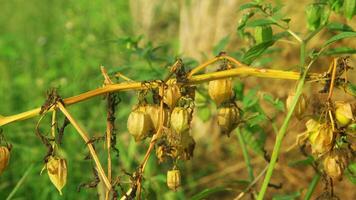 Physalis angulata or Ciplukan which grows around dry rice fields photo