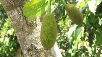 Young jackfruit that is still on the tree photo