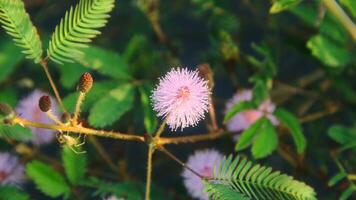 The flowers of the shy princess plant or mimosa pudica L bloom beautifully photo