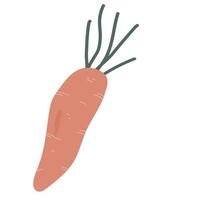 Carrot Vegetable Graphic Illustration, Produce from the Garden, Harvest Vegetable Clipart, Graphic Illustration vector