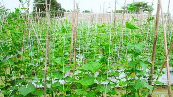 Cucumber farming land that uses wooden poles to support the plants photo