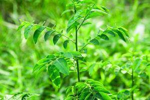 Katuk Leaves or Sauropus androgynus katuk leaves which grow around rice fields photo