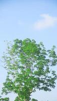 tirón brasileños o antiguo caucho árbol con verde y lozano hojas foto