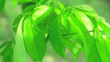 Heave Brasiliansis or old rubber tree with green and lush leaves photo