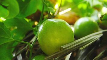 Fruta y pasión Fruta arboles ese son todavía en el árbol foto