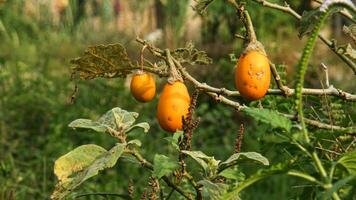 Fresh yellow eggplants on the tree before being harvested by farmers photo