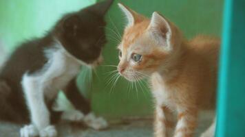 gatito jugando con otro gatitos foto