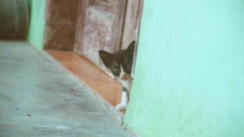 gatito jugando con otro gatitos foto