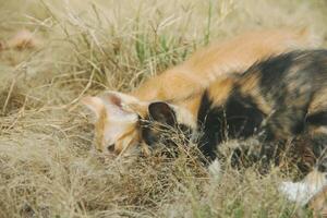 kittens playing in the dry grass during the dry season photo