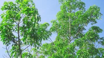 Heave Brasiliansis or old rubber tree with green and lush leaves photo