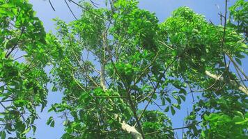 Heave Brasiliansis or old rubber tree with green and lush leaves photo