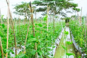 Cucumber farming land that uses wooden poles to support the plants photo