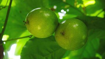 Fruit and passion fruit trees that are still on the tree photo