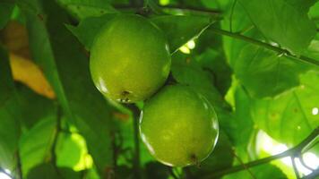 Fruit and passion fruit trees that are still on the tree photo