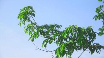 tirón brasileños o antiguo caucho árbol con verde y lozano hojas foto