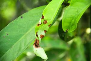 Trees whose foliage is attacked by leaf-destroying pests photo