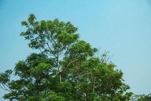 Lush trees in Indonesia's natural tropical rainforest photo