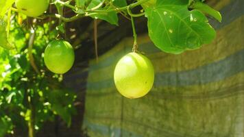 Fruit and passion fruit trees that are still on the tree photo