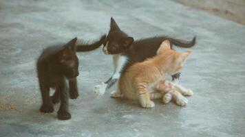 kitten playing with other kittens photo