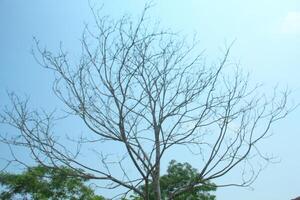 Tree branches whose leaves have fallen as a result of the dry season photo
