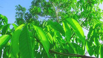 Heave Brasiliansis or old rubber tree with green and lush leaves photo