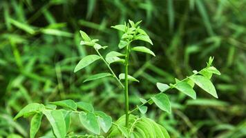 Katuk Leaves or Sauropus androgynus katuk leaves which grow around rice fields photo