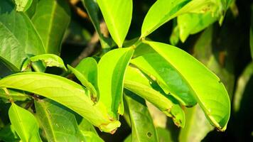 Trees whose foliage is attacked by leaf-destroying pests photo