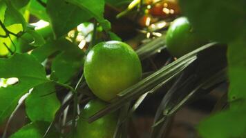 Fruta y pasión Fruta arboles ese son todavía en el árbol foto