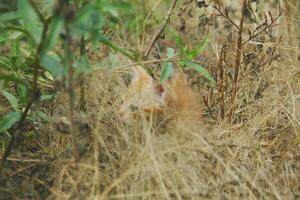 kittens playing in the dry grass during the dry season photo