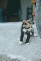 kitten playing with other kittens photo