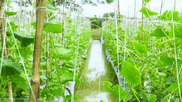 Cucumber farming land that uses wooden poles to support the plants photo