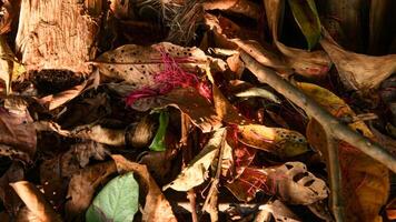 parte superior suelo y seco hojas hacer un hermosa natural antecedentes foto