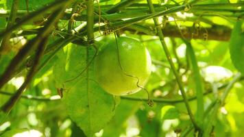 Fruit and passion fruit trees that are still on the tree photo