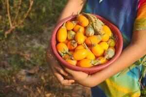 Fresh yellow eggplant stored in a red bowl photo