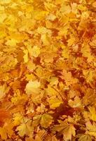 Colorful backround image of fallen autumn leaves perfect for seasonal use photo