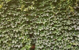 la textura de muchas enredaderas verdes florecientes de hiedra silvestre que cubren una pared de hormigón foto