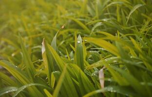 Close-up shot of dense grassy stems with dew drops. Macro shot of wet grass as background image for nature concept photo
