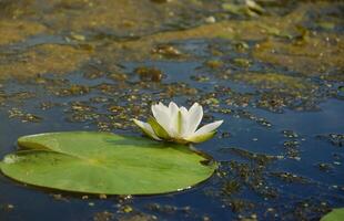 Beautiful white lotus flower and lily round leaves on the water after rain in river photo