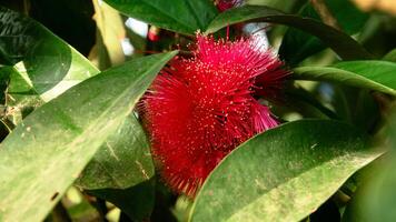 Flowers from the ovary of the Jamaican water guava which are ready to be pollinated photo