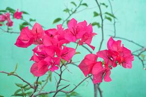 Bougainvillea flowers bloom beautifully in summer in Indonesia photo