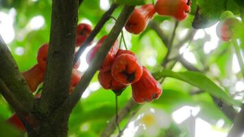 maduro correa Samsi agua guayaba con un brillante rojo color y lozano hojas foto