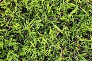 Green grass is illuminated by the afternoon sun in a high angle photo and forms a beautiful green grass background