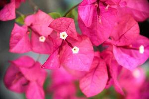 Bougainvillea flowers bloom beautifully in summer in Indonesia photo