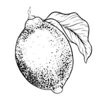 mano dibujado rama de limón Fruta y hojas. bosquejo ilustración. negro contorno tinta de agrios fruta. aislado en blanco antecedentes. diseño para menú, paquete, cosmético, textil vector