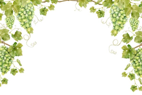 Frame of bunch green grapes with leaves. Template of vine. Isolated watercolor illustrations for the design of labels of wine, grape juice and cosmetics, wedding cards, stationery, greetings cards