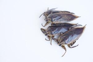 Four giant water bugs or pimps have a unique smell that can be used to flavor food. White background.Concept, weird and edible insect. Food ingredient in Thailand. photo