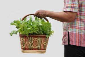 cerca arriba mujer sostiene cesta de Fresco apio vegetales. concepto, agricultura cultivo. orgánico vegetales cosechado desde jardín para de venta en local mercado, Cocinando o compartir foto