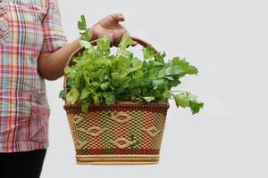 Close up woman holds basket of fresh celery vegetables. Concept, agriculture crop. Organic vegetables harvested from garden for selling in local market, cooking or share photo
