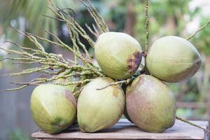 Coco frutas en mesa, cosechado desde jardín. concepto agricultura cultivos en tailandia sano verano fruta. tailandés granjero crece Coco arboles para de venta en local mercado o compartiendo a vecinos foto